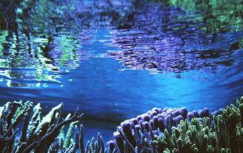 vegetation under water